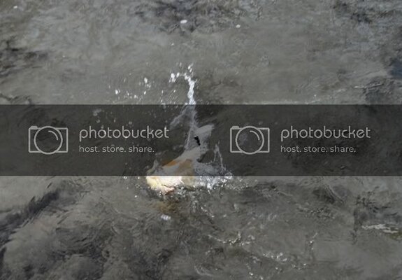 TrtFght12132011.jpg TrtFght12132011.jpg