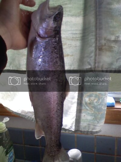 trout31811.jpg trout31811.jpg