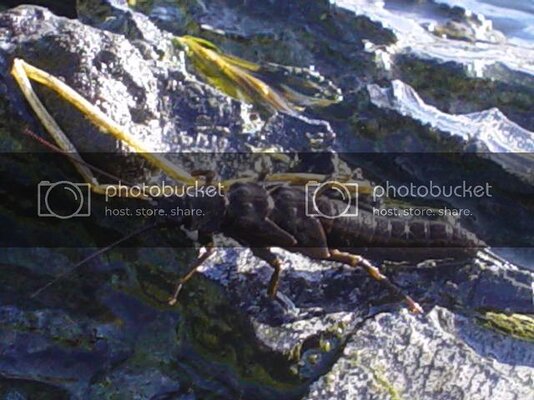 salmonfly.jpg salmonfly.jpg