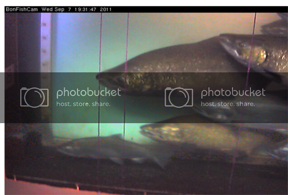 fishimage.png fishimage.png