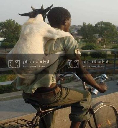 goat.jpg goat.jpg