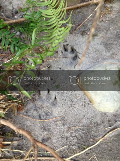 Tracks1.jpg