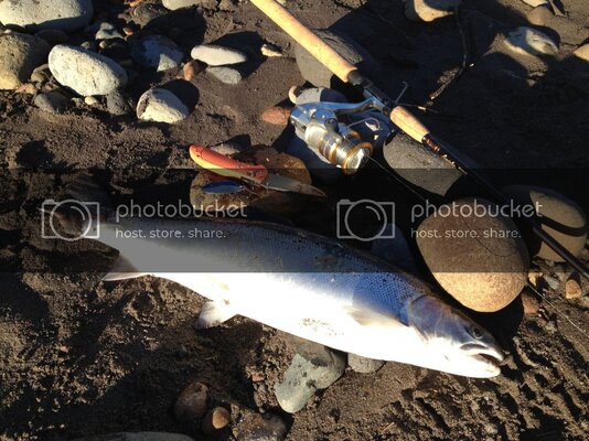 Steelhead3.jpg Steelhead3.jpg