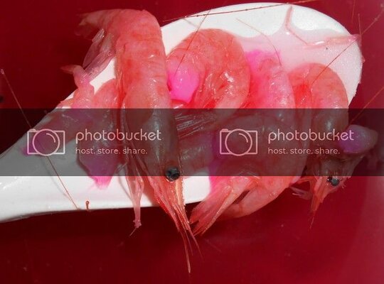 Curedshrimp1-1.jpg Curedshrimp1-1.jpg