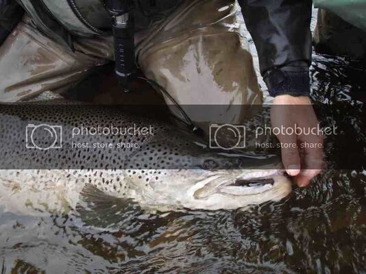 Browntrout.jpg