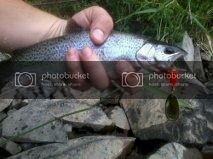 Troutwithbigassmouth.jpg Troutwithbigassmouth.jpg