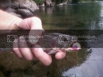 Yarniekrawfish.jpg Yarniekrawfish.jpg