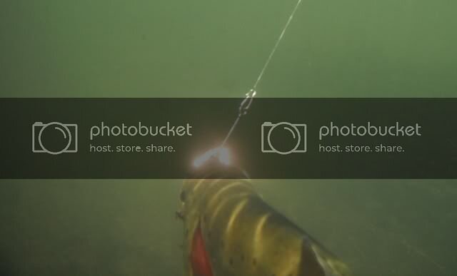 TrtSpnrFlsh17262012-1.jpg TrtSpnrFlsh17262012-1.jpg