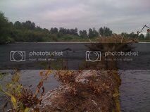 treeinriver.jpg treeinriver.jpg