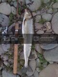 biggestwhitefish.jpg biggestwhitefish.jpg