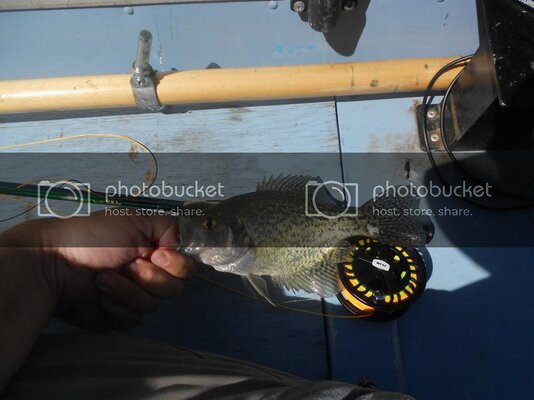 HaggCrappie5_zps51377d31.jpg HaggCrappie5_zps51377d31.jpg