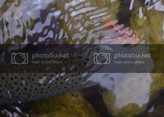 04underwater_zps1209f8b9.jpg