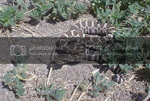 13snake_zps30da6fc9.jpg