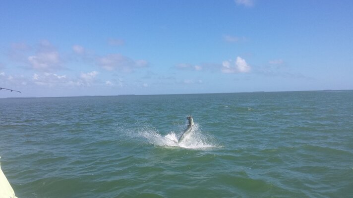 1515tarpon-1024x576.jpg 1515tarpon-1024x576.jpg