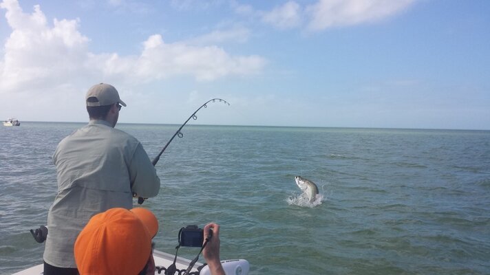 1415tarpon1-1024x576.jpg 1415tarpon1-1024x576.jpg