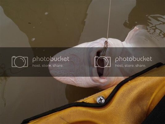 PC220726%20Small_zpst7ebjahb.jpg PC220726%20Small_zpst7ebjahb.jpg