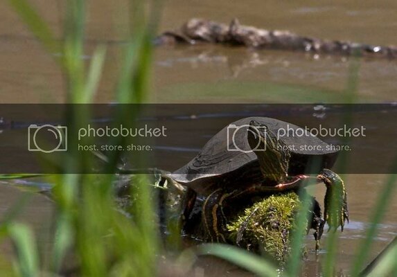 Turtle 31off