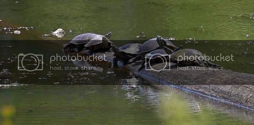 turtles01off.jpg