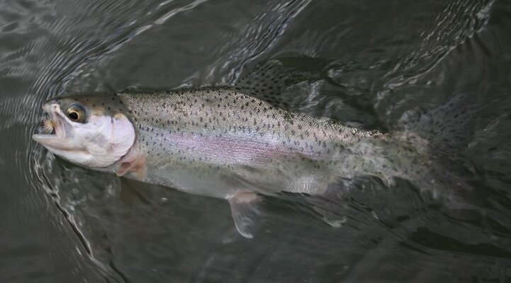 Crooked River Fishing