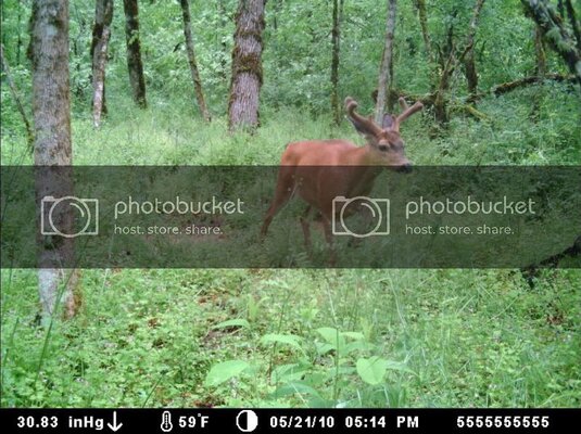 buck2.jpg