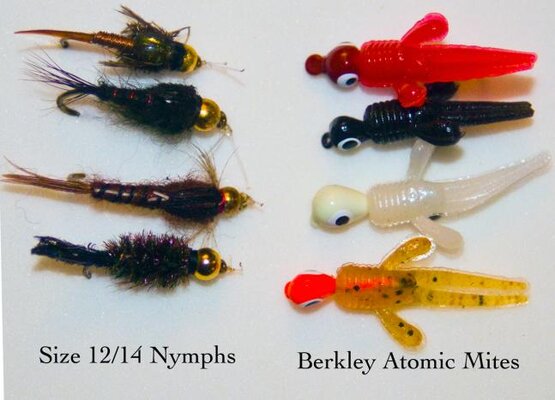 berknymphs.jpg