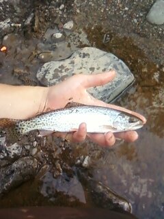 trout.jpg