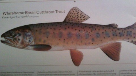 June fish.jpg