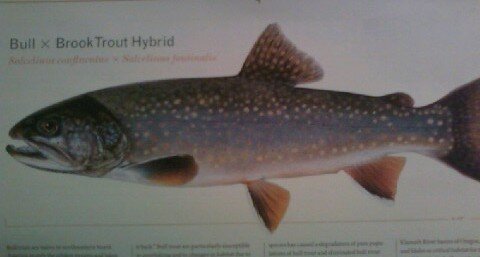 January trout.jpg