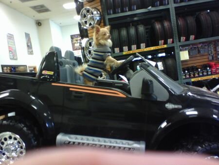 Boat boy in harley.jpg