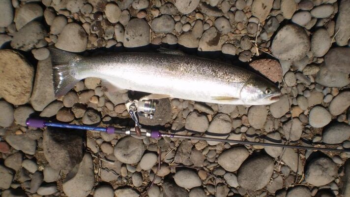 steelhead and rod.jpg steelhead and rod.jpg