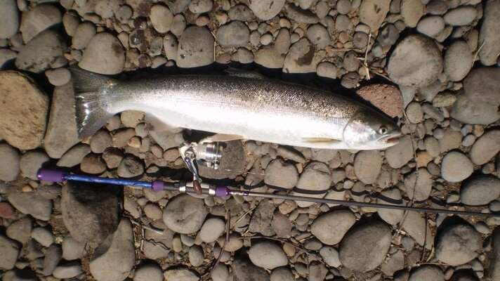 steelhead and rod.jpg