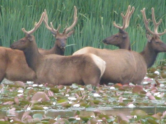 elkjuly2011 014.JPG