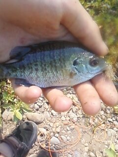 bluegill 3.jpg