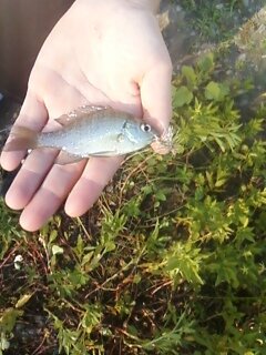 mitch's baby bluegill.jpg