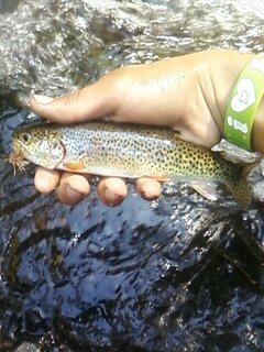 salmon river cutthroat.jpg