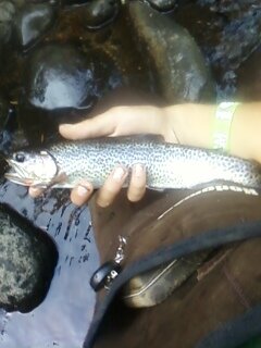 pb dry fly fish.jpg