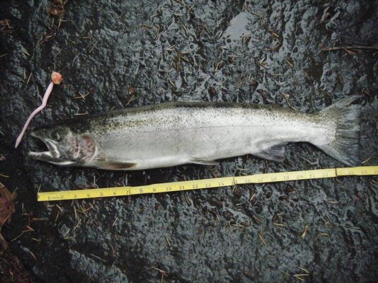 Wilson River Steelhead Sept2011 (4).jpg