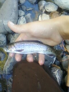 freight train of a little rainbow!.jpg