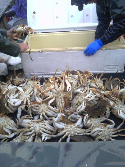 Crabbing.jpg
