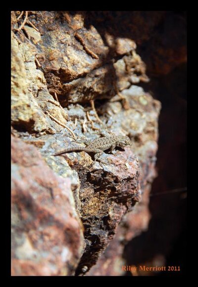 Lizard.jpg Lizard.jpg