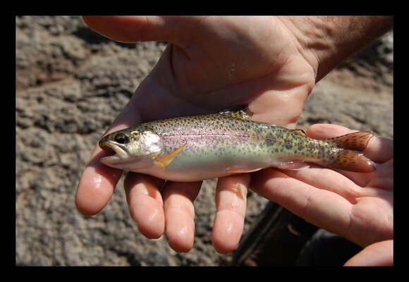Big D fish 2.jpg Big D fish 2.jpg