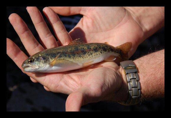 Notellum Fish.jpg Notellum Fish.jpg