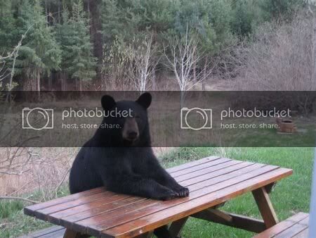 picnic-table-bear.jpg