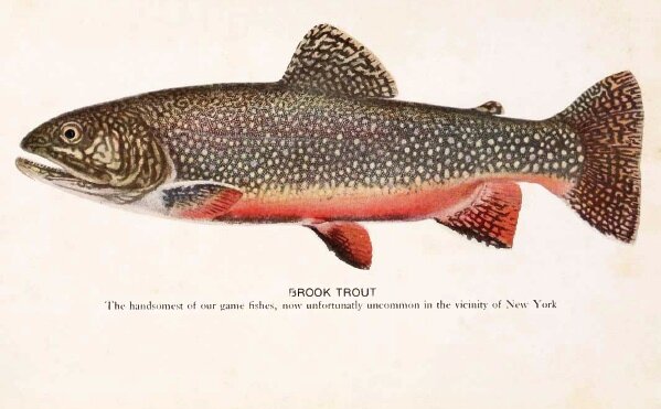 Brook trout 1918