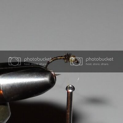 glassheadrockworm.jpg