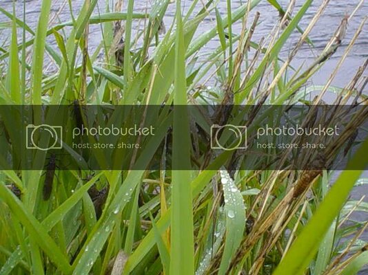Salmonflygrass