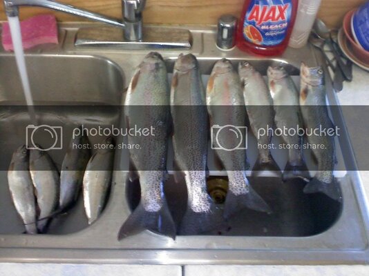 trout.jpg