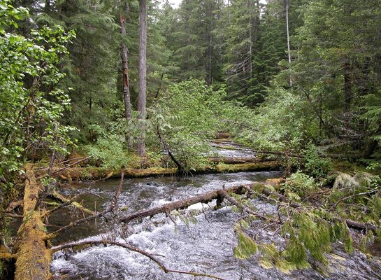 Pinhead%20Creek.jpg