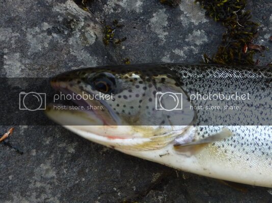 Wilson River Trout Fishing