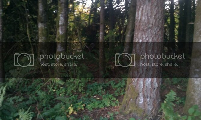 CedarCreekDeer10-27-1103.jpg